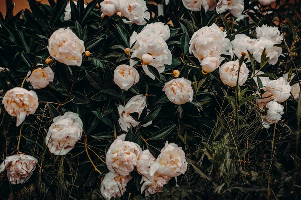 Hoe vind ik een betrouwbaar verhuisbedrijf?